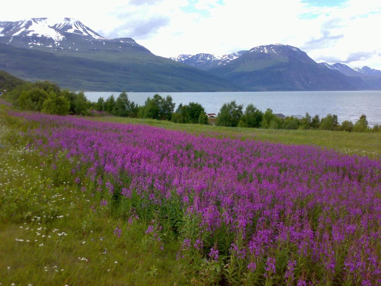 Guesthouse Haltinmaa Kilpisjarvi Luaran gambar